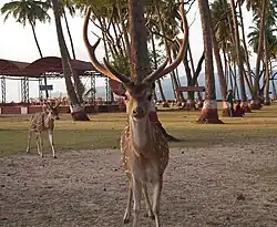 Free-roaming spotted deer