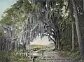 Royal Arch Oak in c. 1905