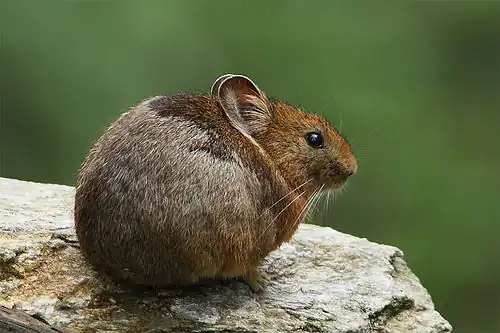 Brown and gray pika in profile