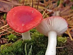 "Russula emetica"