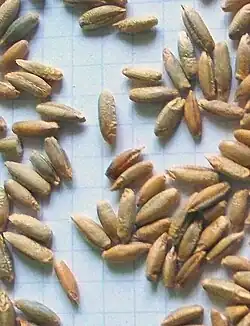 Seeds in quantity