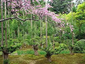 Daisugi trees at the gardens