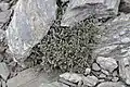 Plant growing in rocky substrate