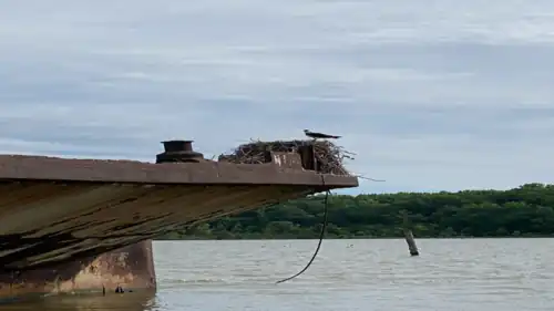 The bow of a shipwreck with a bird's nest on it and an osprey standing on the nest