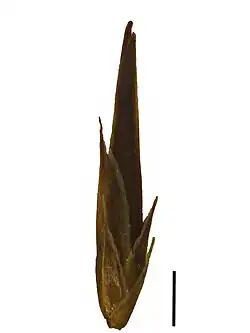 Spikelet (the black scale bar represents 1 mm)