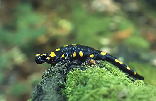 An individual of a fire salamander