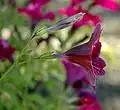 Salpiglossis sinuata flower in profile.