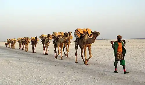 Salt transport by a camel train on Lake Karum in Ethiopia.