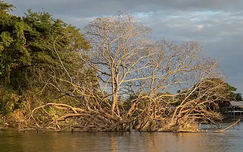 Roots fallen into the water of the Mekong in Don Det