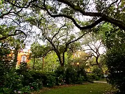 Spanish moss in the square