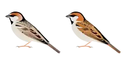 Sandy and reddish males of two subspecies