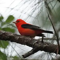 A scarlet tanager.