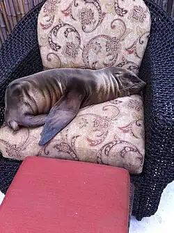 A sea lion pup sleeping at Pantai Inn