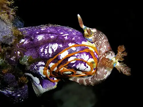 A sea squirt being used as a substrate for a nudibranch's egg spiral