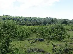 Secondary forest and shrubland on Assalaino plateau