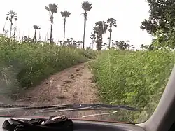 Senegalese savanna with high grass