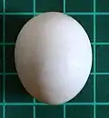 Almost spherical bird egg (Senegal parrot)