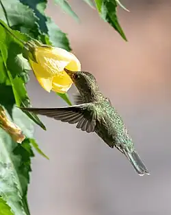 Feeding from Abutilon