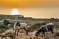 Sheep grazing at Bahrija