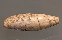 Inscribed shell bearing the name of Ur-Ningirsu. Louvre Museum.