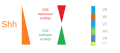 Interaction between SHH and Gli proteins which gives rise to different ventral neuronal subtypes.