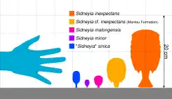 Size comparison of Sidneyia species