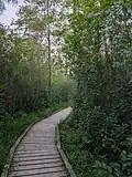 Sifton Bog boardwalk in summer