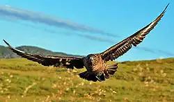 The great skua is an aerial apex predator, both preying on other seabirds and bullying them for their catches.[28]