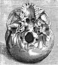 Illustration of human skull by Coiter