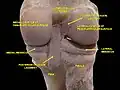 Knee joint. Deep dissection. Posterior view.
