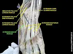 Extensor indicis muscle