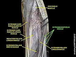 Extensor digitorum muscle