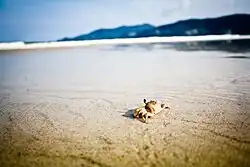 Small crab on the sand beach at Phuket