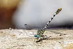 male O. f. albotibialis, Turkey