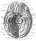 Gyrus rectus seen anteriorly at centre.