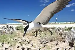 Sooty tern colony on Tern Island (French Frigate Shoals)