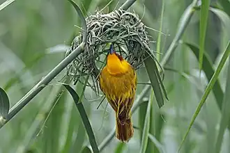 P. x. castaneigula, Namibia
