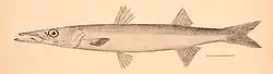 Sphyraena borealis