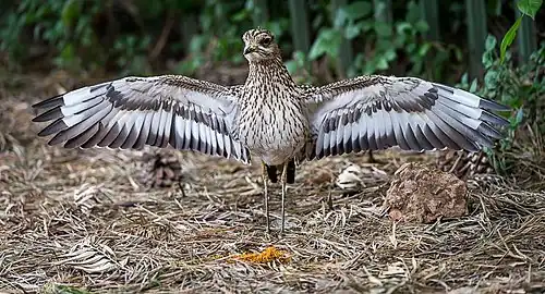 Adult's defensive pose