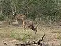 Spotted deer at Lunugamvehera