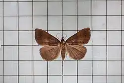 Squamipalpis subnubila