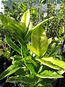 Close up of Melicope obovata, a Wide leaved green plant
