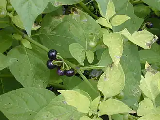 Solanum americanum