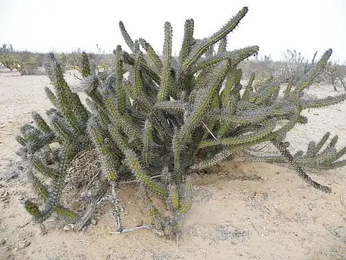 Plant growing in Viscaino, Baja California Sur