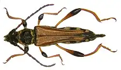 Mounted specimen