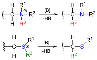 Stevens rearrangement overview