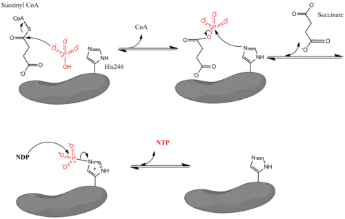 Mechanism for the reaction catalyzed by Succinyl-CoA Synthetase.
