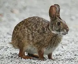 A photograph of a swamp rabbit in profile on rocky ground