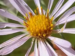 Ray and disk florets