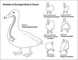 Syrinx of various ducks